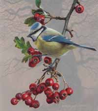 blue tit & haws